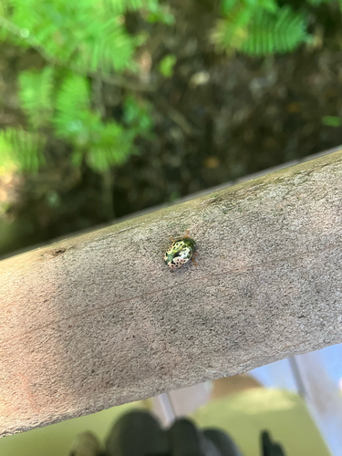 Calligrapher Beetles
