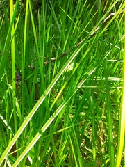 Deretrachys pellitus