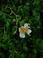 Rosa sempervirens