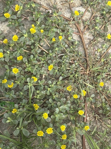 Common Purslane