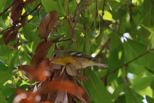 Northern Parula
