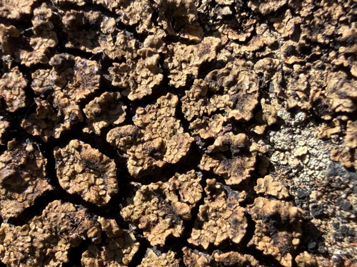 brown cobblestone lichen