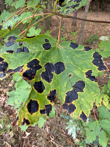 Black Tar Spot