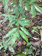 Litsea glaucescens