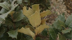 Quercus hypoxantha