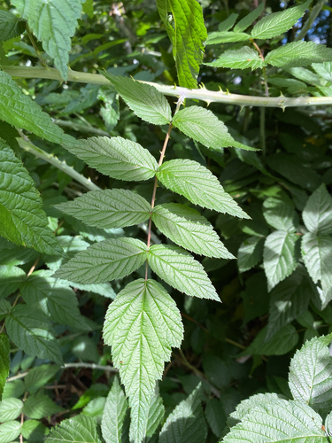 Rubus cockburnianus, photograph 1