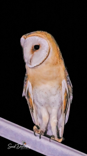 Western Barn Owl