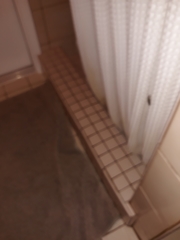 Ignelater havaniensis