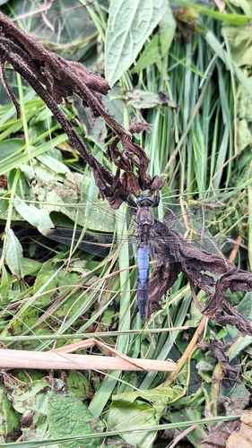 Black-tailed Skimmer