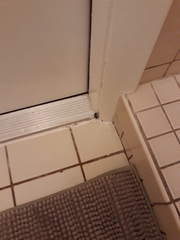 Ignelater havaniensis