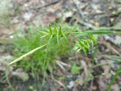 Carex lonchocarpa