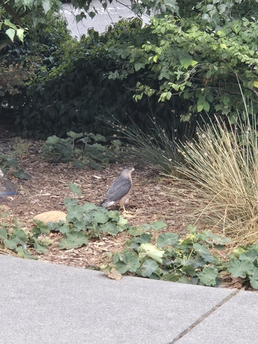 Cooper's Hawk