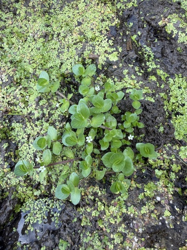 Bacopa rotundifolia, 2026-09-09
