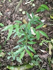 Litsea glaucescens