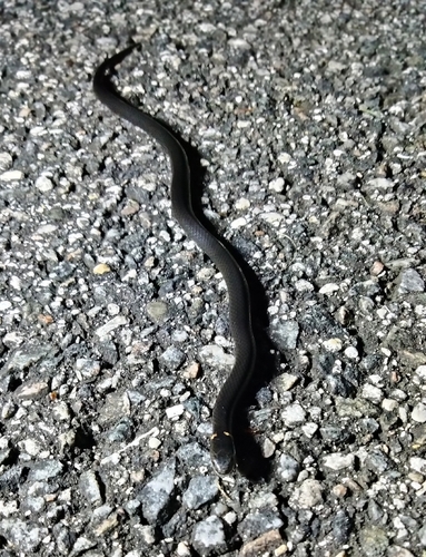 Ring-necked Snake