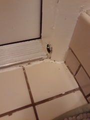 Ignelater havaniensis