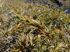 Dracophyllum pubescens