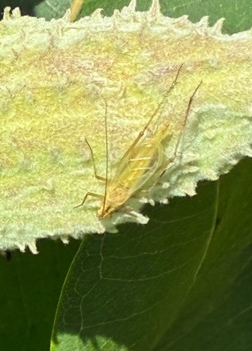 Black-horned Tree Cricket