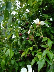 Rosa sempervirens