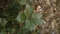 Quercus hypoxantha