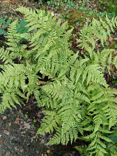 hay-scented buckler-fern