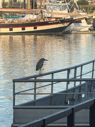 Black-crowned Night Heron