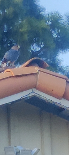 Cooper's Hawk