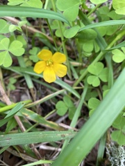 Oxalis suksdorfii