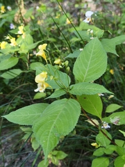 Impatiens edgeworthii
