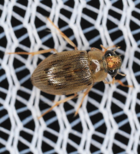Berosus