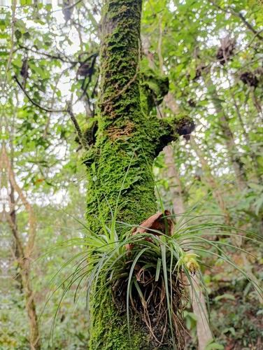 upright airplant