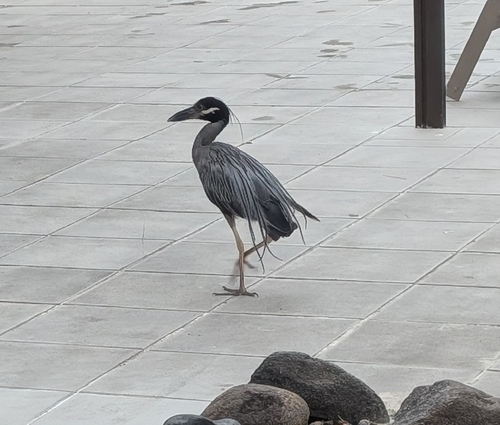 Yellow-crowned Night Heron