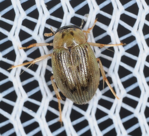 Berosus