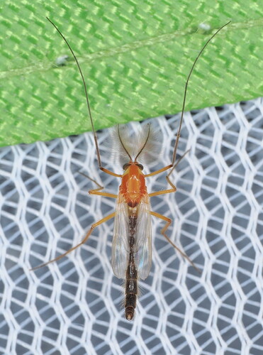 Chironomus
