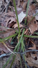 Carex blanda