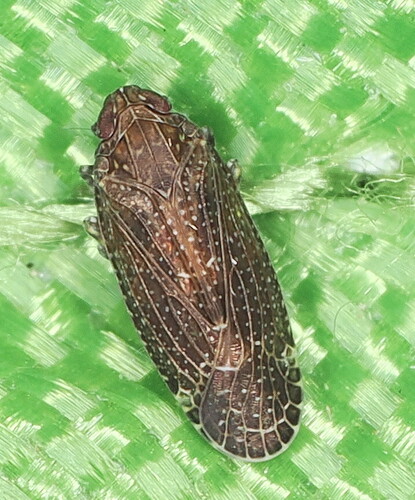 Sumac Speckled Lanternfly