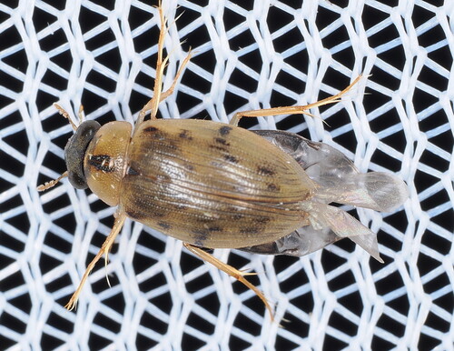 Berosus