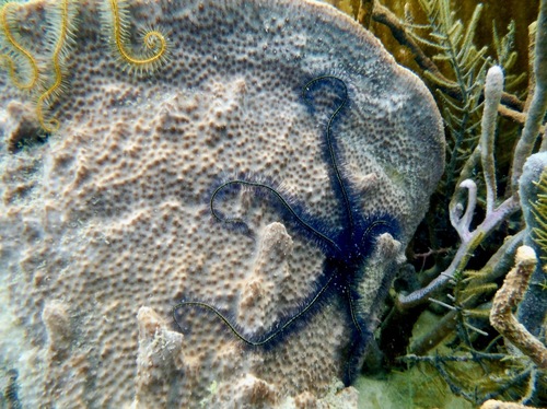 Ophiothrix suensonii