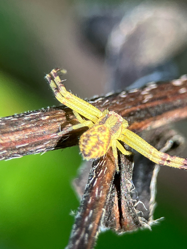 Northern Crab Spider