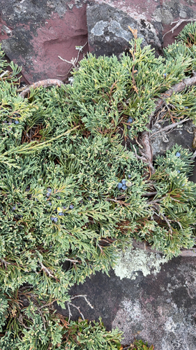 creeping juniper