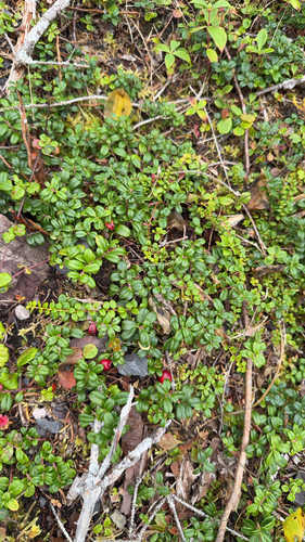 Lingonberry