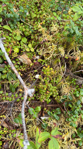 creeping snowberry