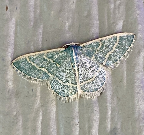 iNaturalist observation photo of Chlorochlamys appellaria