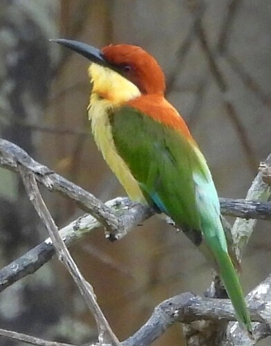 Chestnut-headed Bee-eater