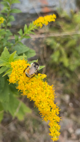 Tricolored Bumble Bee