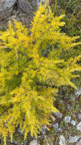 tamarack