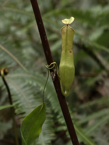 Slender Pitcher-Plant