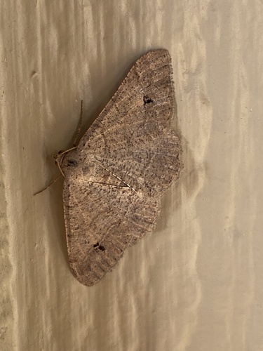 iNaturalist observation photo of Digrammia pallidata
