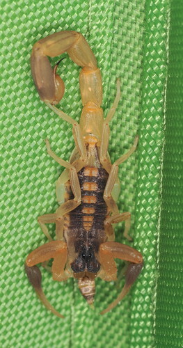 Striped Bark Scorpion