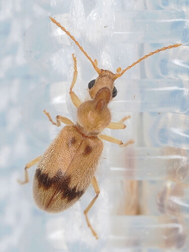 Notoxus calcaratus